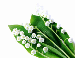 Wall Mural - Lily-of-the-valley over white