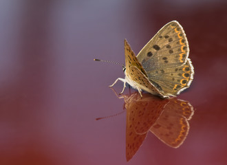 Sticker - Lycaena tityrus