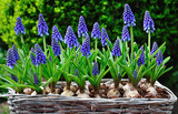 Blue flowering Grape Hyacinths in a basket