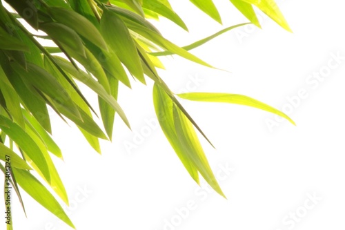 Obraz liście  bambus