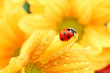 Leinwandbild Motiv ladybug on yellow flower