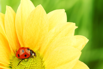 Wall Mural - ladybug on yellow flower