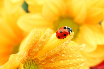 Wall Mural - ladybug on yellow flower