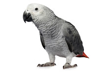 Parrot Isolated On White