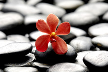 Still Life With Macro Of Orchid On Pebble