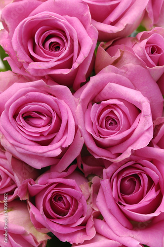 Fototapeta na wymiar bunch of multiple pink roses