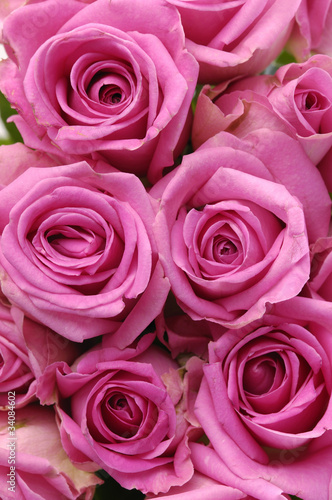 Naklejka na meble bunch of multiple pink roses