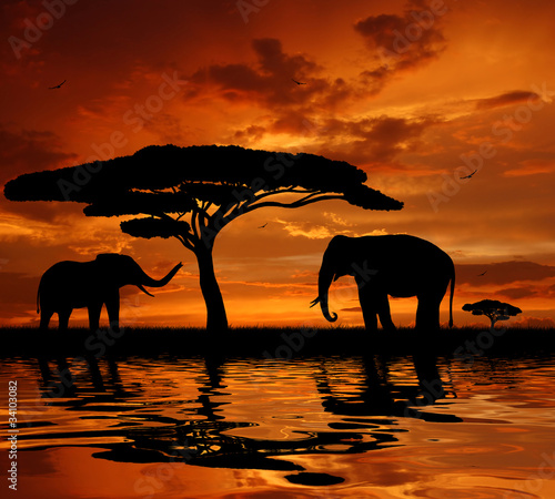 Obraz w ramie Silhouette two elephants in the sunset
