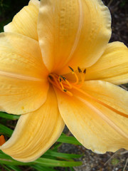 Wall Mural - Yellow Flower