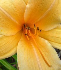 Wall Mural - Yellow Flower