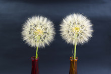 Beautiful Dandelions On The Black Background
