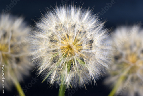 Obraz na płótnie canvas Piękne dandelions na czarnym tle