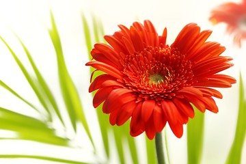 Wall Mural - gerbera