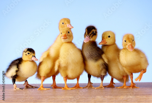 Cuadros en Lienzo Little yellow fluffy ducklings on blue background
