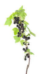 Poster - Black currants isolated on white background