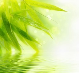 Plakat natura bambus zdrowie tropikalny masaż