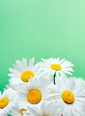 Wall Mural - Daisy flowers