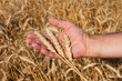 hand with three spikelets of wheat