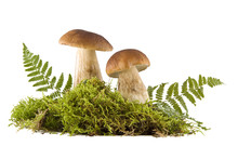 Two Fresh Mushrooms