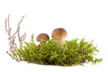 Two Fresh Mushrooms In Moss