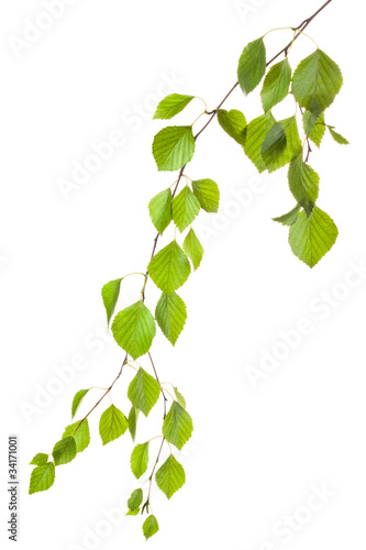 Graceful birch twig in backlight