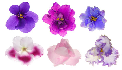 Wall Mural - six isolated violet flowers