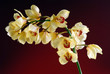 Orchid isolated on red background