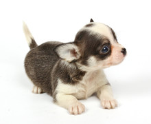 Small Chihuahua Puppy