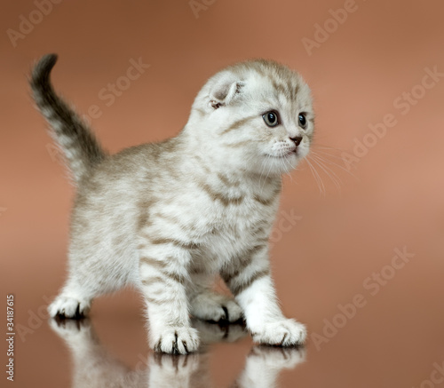 Fototapeta na drzwi i meble kitten