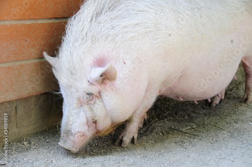 Mini Schwein Buy This Stock Photo And Explore Similar Images At