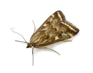 beet webworm moth (loxostege sticticalis)