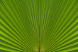 © asese - Texture of green leaf