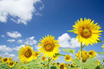 Wall Mural - Fun sunflowers growth against blue sky.