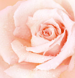 Pink wet rose background