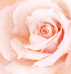 Poster - Pink wet rose background