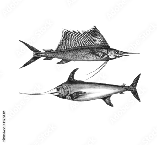 Espadon Stock Illustration Adobe Stock