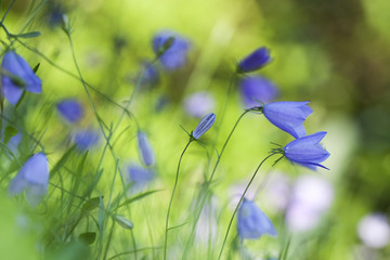 Sticker - Summer meadow with harebells