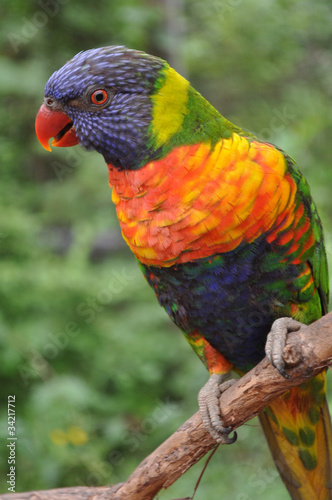 Obraz na płótnie canvas trzyczęściowy "tryptyk" Lorikeet tęczowy siedzący na gałęzi