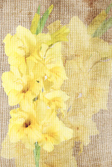 Wall Mural - gladiolus on grunge background