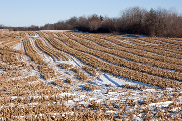 Wall Mural - Harvested corn field