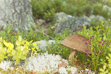 Canvas Print - Mushroom growing in pine forest