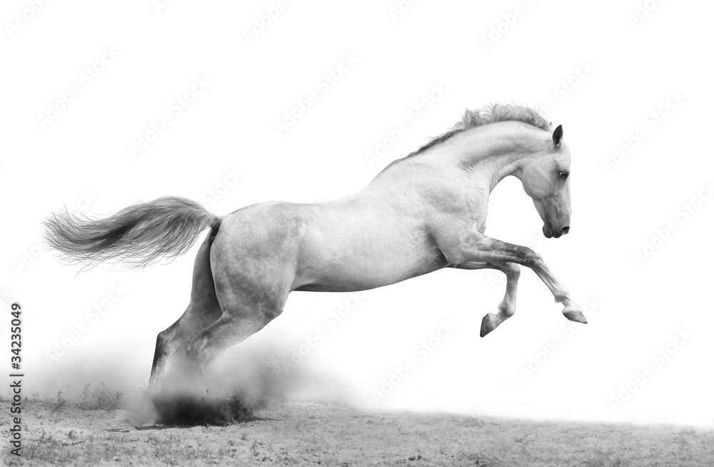 silver-white stallion on black - obrazy, fototapety, plakaty 