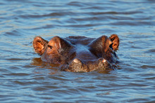 Hippopotamus Submerged In Water