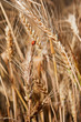 ladybird on the corn