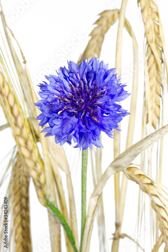 Naklejka samoprzylepna Kwitnący chabrowy (Centaurea cyanus), odizolowywający