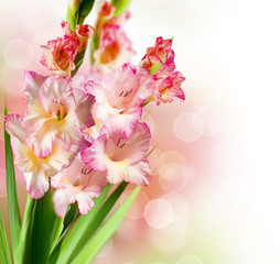 Sticker - Gladiolus Autumn Flower Border Design