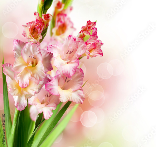 Obraz w ramie Gladiolus Autumn Flower Border Design