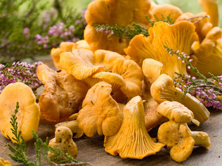 chanterelle