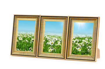 Wall Mural - Daisy flowers in the picture frames on white