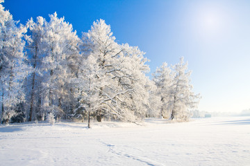 Aufkleber - Winter park with snow